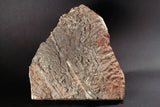 00898 - Beautiful Silurian Scyphocrinites elegans Crinoid Plate