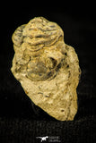 30499 - Top Rare 0.48 Inch Acastacephala macrops Middle Silurian Trilobite - UK