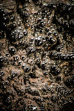 06858 - Botryoidal Goethite Cluster - Taouz, Morocco