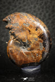 07513 - Top Beautiful Pyritized 1.31 Inch Phylloceras Lower Cretaceous Ammonites