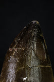 20360 - Well Preserved 1.93 Inch Mosasaur (Prognathodon anceps) Tooth