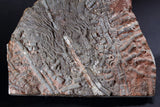 00898 - Beautiful Silurian Scyphocrinites elegans Crinoid Plate