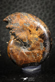 07513 - Top Beautiful Pyritized 1.31 Inch Phylloceras Lower Cretaceous Ammonites