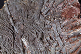 00898 - Beautiful Silurian Scyphocrinites elegans Crinoid Plate