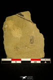 30500 - Well Preserved 0.36 Inch Eokochaspis piochensis Middle Cambrian Trilobite - Nevada, USA