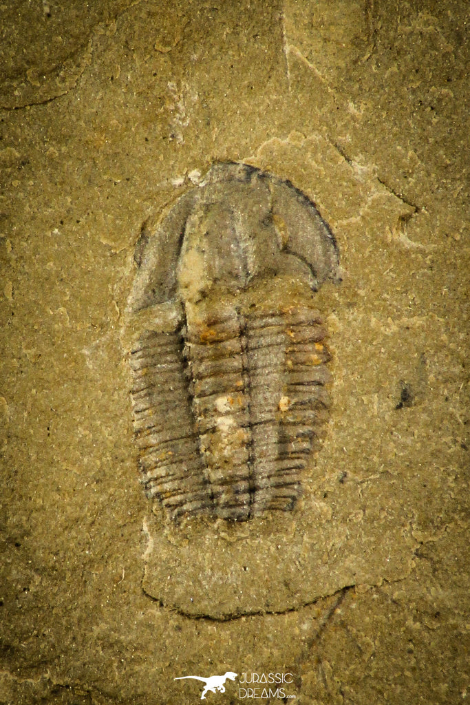 30500 - Well Preserved 0.36 Inch Eokochaspis piochensis Middle Cambrian Trilobite - Nevada, USA