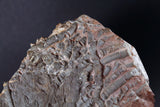 00898 - Beautiful Silurian Scyphocrinites elegans Crinoid Plate