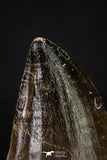 20360 - Well Preserved 1.93 Inch Mosasaur (Prognathodon anceps) Tooth