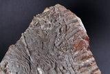 00898 - Beautiful Silurian Scyphocrinites elegans Crinoid Plate