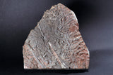 00898 - Beautiful Silurian Scyphocrinites elegans Crinoid Plate