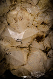 06859 - Top Beautiful 4.49 Inch Quartz Crystals - Imilchil (Morocco)