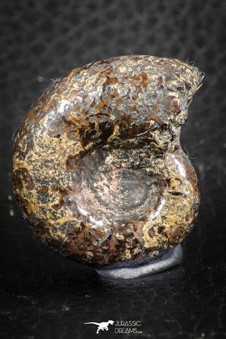 07514 - Stunning Pyritized 1.28 Inch Unidentified Lower Cretaceous Ammonites
