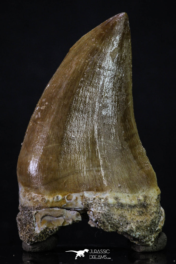 20361 - Well Preserved 2.35 Inch Mosasaur (Prognathodon anceps) Tooth