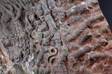 00898 - Beautiful Silurian Scyphocrinites elegans Crinoid Plate