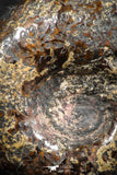 07514 - Stunning Pyritized 1.28 Inch Unidentified Lower Cretaceous Ammonites