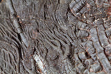 00898 - Beautiful Silurian Scyphocrinites elegans Crinoid Plate