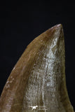20361 - Well Preserved 2.35 Inch Mosasaur (Prognathodon anceps) Tooth