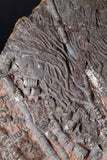 00898 - Beautiful Silurian Scyphocrinites elegans Crinoid Plate