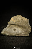 30501 - Beautiful 0.14 Inch Dolerolenus laevigata Cambrian Trilobite - China