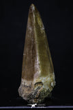 20361 - Well Preserved 2.35 Inch Mosasaur (Prognathodon anceps) Tooth