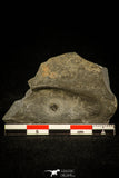 30501 - Beautiful 0.14 Inch Dolerolenus laevigata Cambrian Trilobite - China