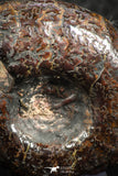 07514 - Stunning Pyritized 1.28 Inch Unidentified Lower Cretaceous Ammonites