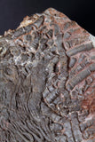 00898 - Beautiful Silurian Scyphocrinites elegans Crinoid Plate