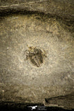 30501 - Beautiful 0.14 Inch Dolerolenus laevigata Cambrian Trilobite - China