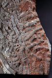 00898 - Beautiful Silurian Scyphocrinites elegans Crinoid Plate