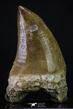 20361 - Well Preserved 2.35 Inch Mosasaur (Prognathodon anceps) Tooth