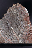 00898 - Beautiful Silurian Scyphocrinites elegans Crinoid Plate
