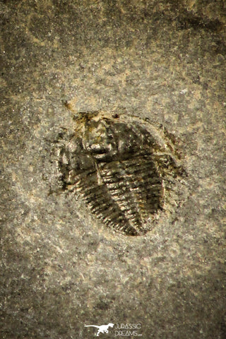 30501 - Beautiful 0.14 Inch Dolerolenus laevigata Cambrian Trilobite - China