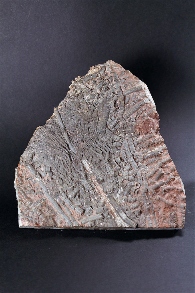 00898 - Beautiful Silurian Scyphocrinites elegans Crinoid Plate