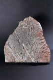 00898 - Beautiful Silurian Scyphocrinites elegans Crinoid Plate