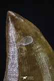 20361 - Well Preserved 2.35 Inch Mosasaur (Prognathodon anceps) Tooth