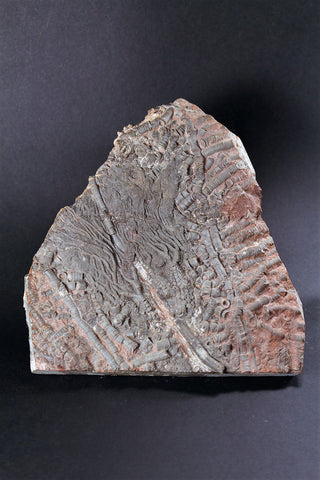 00898 - Beautiful Silurian Scyphocrinites elegans Crinoid Plate