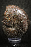 07515 - Top Quality Pyritized 1.15 Inch Phylloceras Lower Cretaceous Ammonites