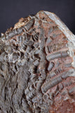 00898 - Beautiful Silurian Scyphocrinites elegans Crinoid Plate