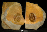 30502 - Top Beautiful Ogyginus corndensis Middle Ordovician Trilobite Pos/Neg - Wales
