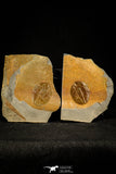 30502 - Top Beautiful Ogyginus corndensis Middle Ordovician Trilobite Pos/Neg - Wales