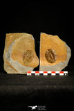 30502 - Top Beautiful Ogyginus corndensis Middle Ordovician Trilobite Pos/Neg - Wales