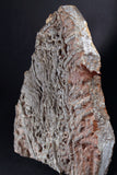 00898 - Beautiful Silurian Scyphocrinites elegans Crinoid Plate