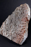 00898 - Beautiful Silurian Scyphocrinites elegans Crinoid Plate