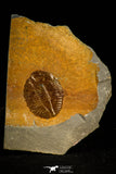 30502 - Top Beautiful Ogyginus corndensis Middle Ordovician Trilobite Pos/Neg - Wales