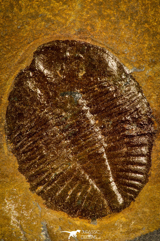 30502 - Top Beautiful Ogyginus corndensis Middle Ordovician Trilobite Pos/Neg - Wales