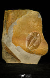 30502 - Top Beautiful Ogyginus corndensis Middle Ordovician Trilobite Pos/Neg - Wales