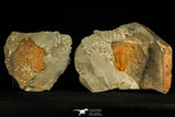30503 - Top Rare 2.15 Inch Myopsolenites altus Positive/Negative Middle Cambrian Trilobite
