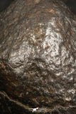 07517 - Partial NWA L-H Type Unclassified Ordinary Chondrite Meteorite 11.0g