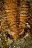 30503 - Top Rare 2.15 Inch Myopsolenites altus Positive/Negative Middle Cambrian Trilobite