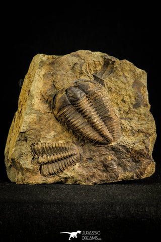 30504 - Beautiful Association of 2  Conocoryphe sulzeri Middle Cambrian Trilobites - Czech Republic